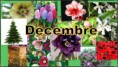 /album/galerie-de-photos-page-daccueil/plantes-fleurs-decembre-jpg/